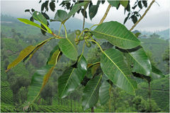 Ficus beddomei